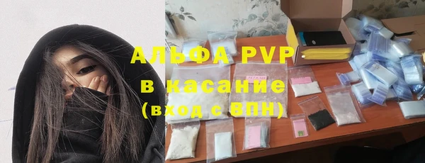 прущие грибы Елабуга